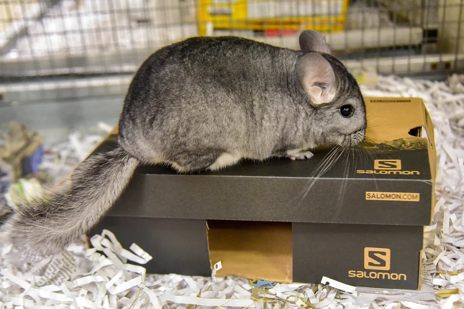 Chinchilla - Male