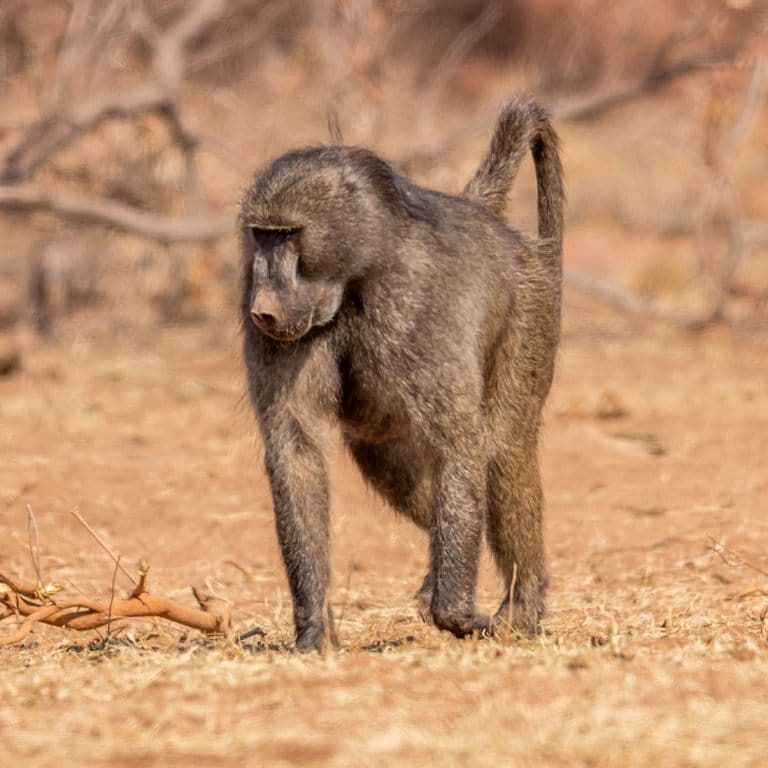 Baboon