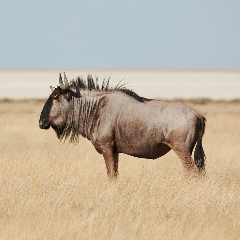 Blue Wildebeest