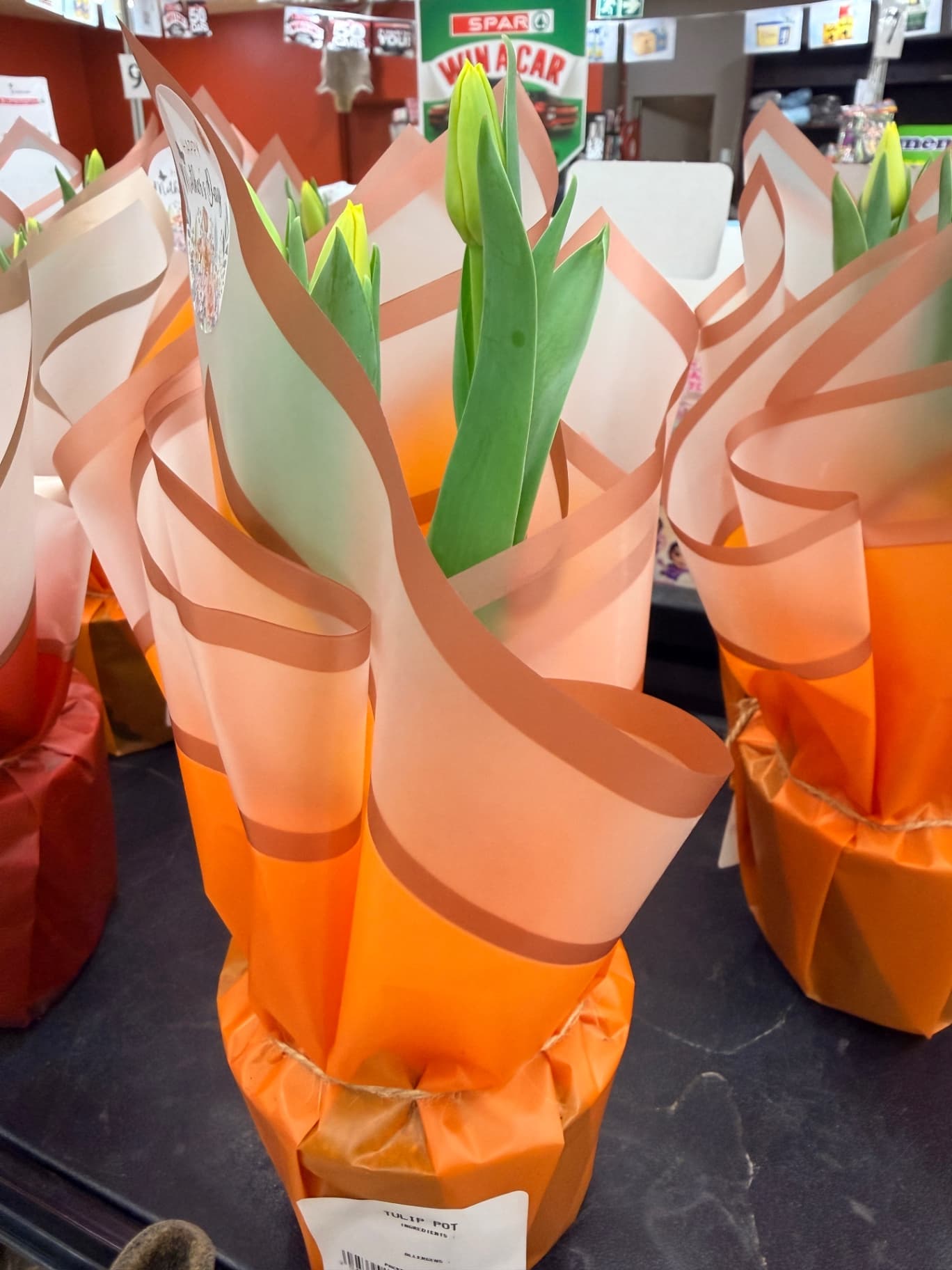 Yellow Tulip in a flowerpot