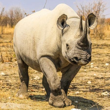 Rhino